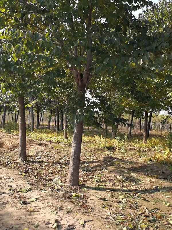 1733039699761165.jpg mmexport1597047230140.jpg