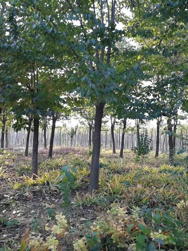 1733039853869369.jpg mmexport1597047234238.jpg