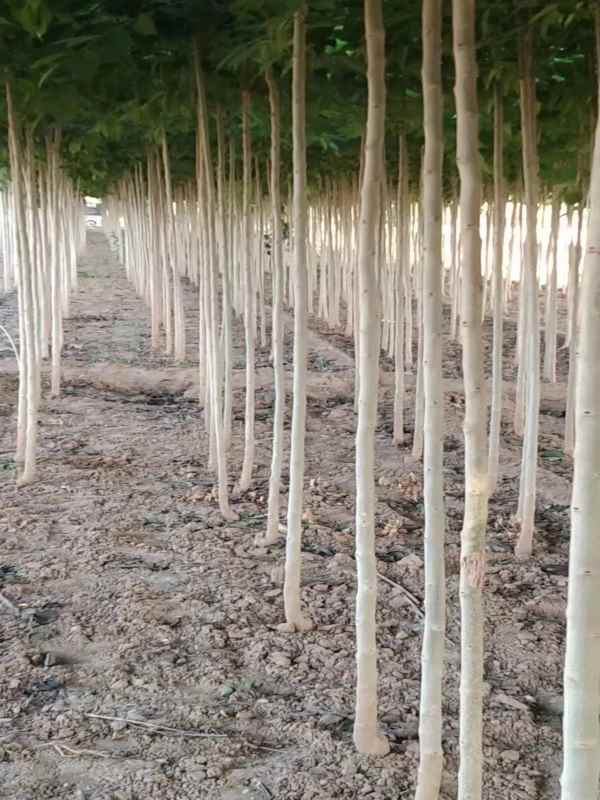 1733039945453868.jpg mmexport1699949603871.jpg