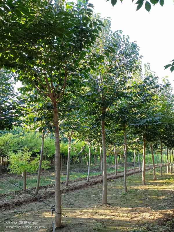 1733040087988021.jpg mmexport1634181594201.jpg