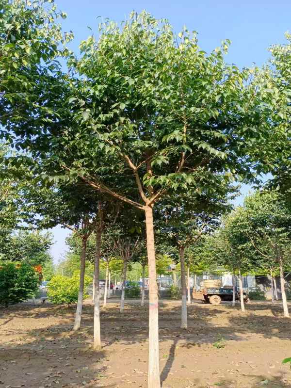 1733040171634275.jpg mmexport1634181711199.jpg