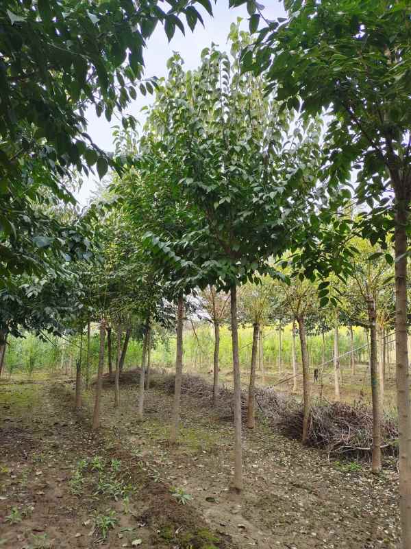 1733040263381544.jpg mmexport1634181696916.jpg