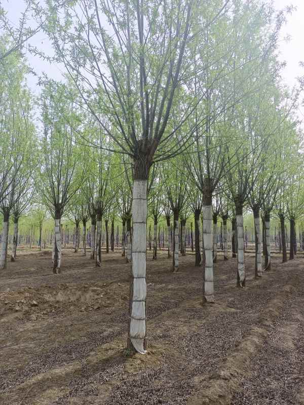 1733205570310670.jpg IMG_20230410_090114.jpg