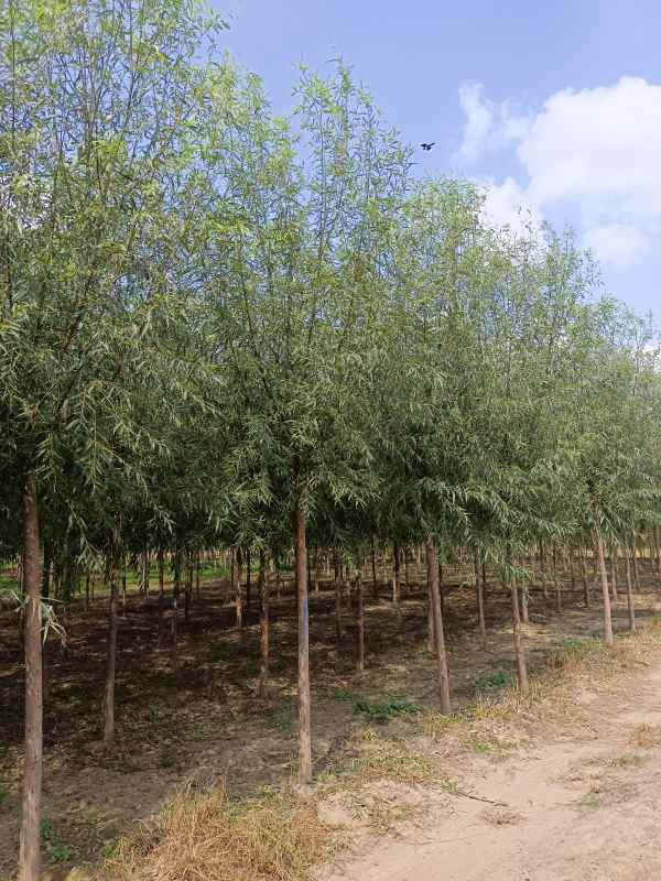 1733205921711236.jpg IMG_20220919_110303.jpg