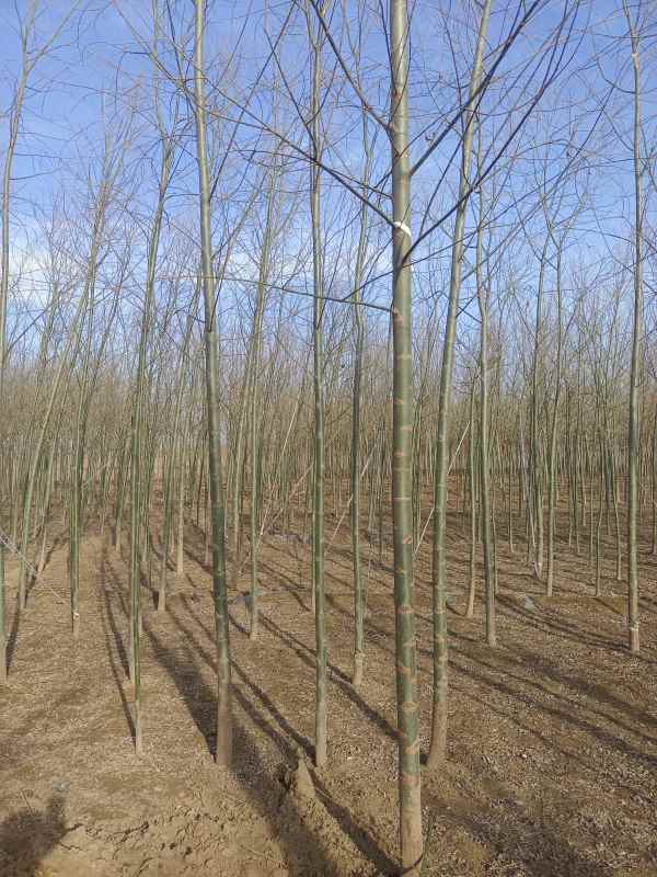 1733206925847816.jpg IMG_20220307_155552.jpg