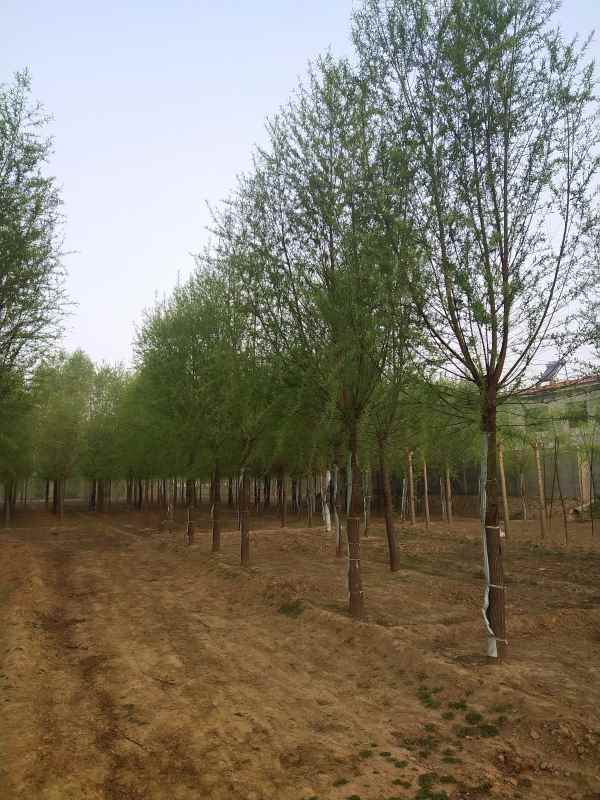 1733209908510993.jpg IMG_20210406_063852.jpg