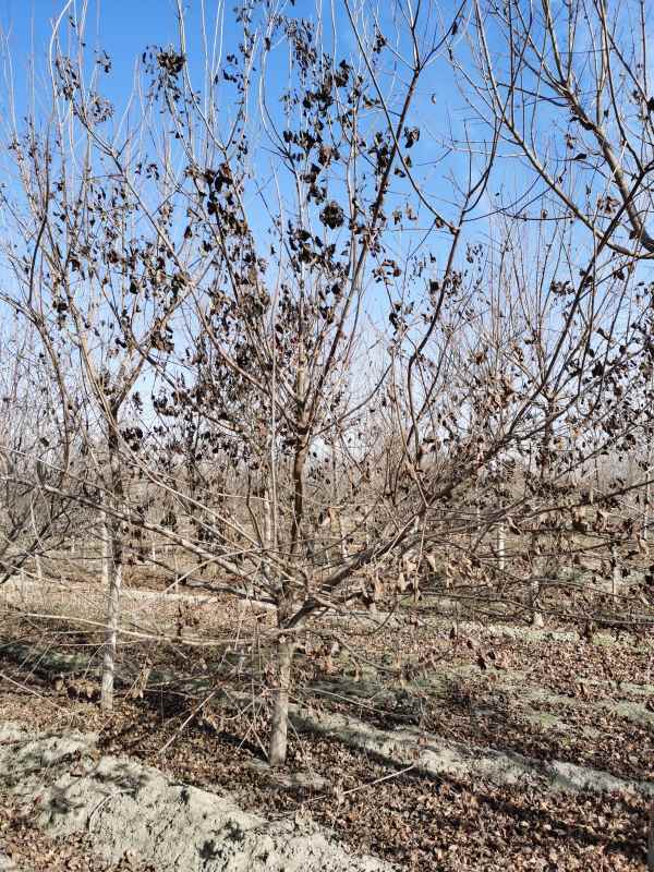 1733360847796410.jpg mmexport1669784971747.jpg