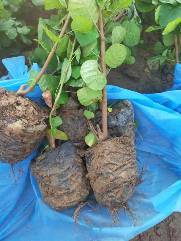 1733361022603784.jpg mmexport1660819357956.jpg