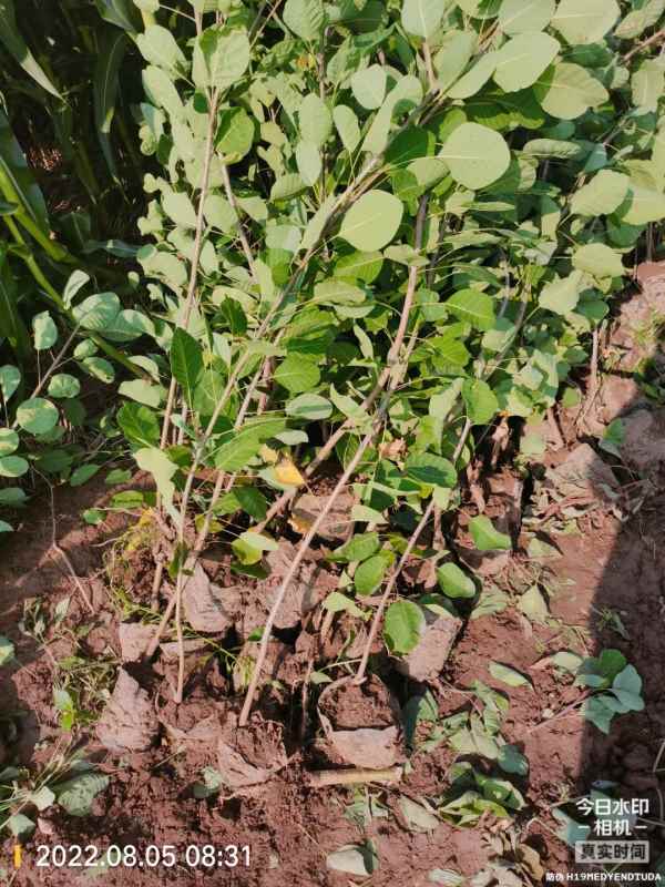 1733361195212879.jpg mmexport1660819069801.jpg