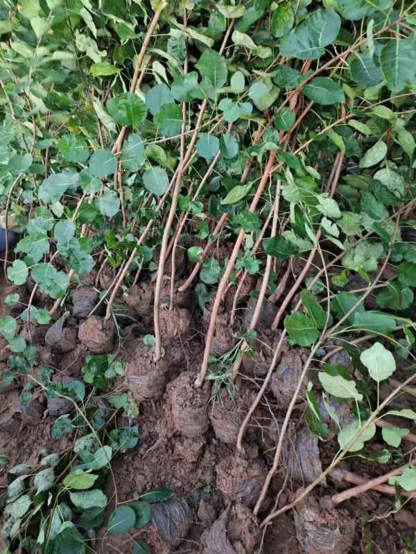 1733361272994423.jpg mmexport1660719844499.jpg