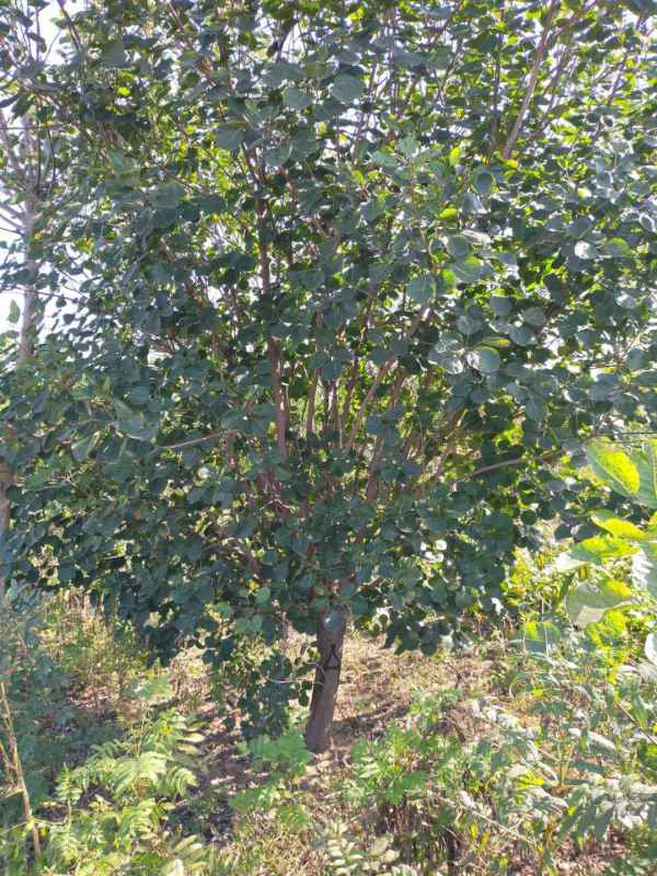 1733362587973232.jpg mmexport1602832832285.jpg