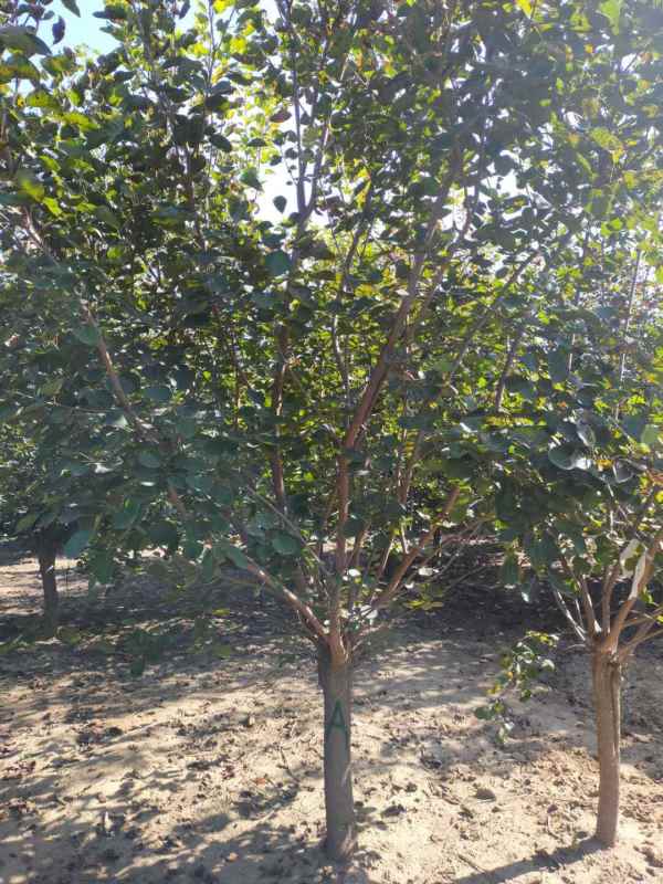 1733362687899905.jpg mmexport1602832834944.jpg