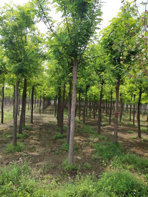 1733551731295758.jpg IMG_20200506_102834.jpg