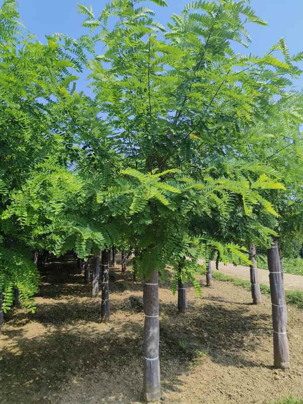 1733552725268005.jpg IMG_20230831_110250.jpg