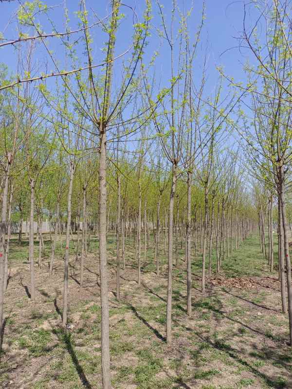 1733553494441757.jpg IMG_20220419_103719.jpg