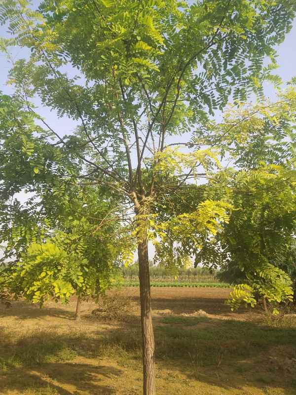 1733553568917791.jpg IMG_20201007_090325.jpg