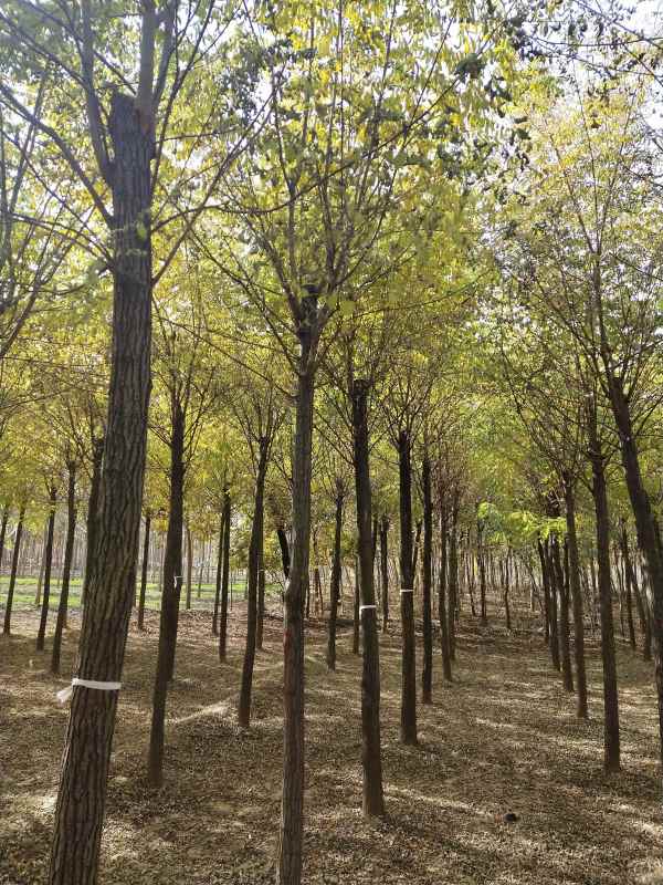 1733553876727820.jpg IMG_20201101_134047.jpg