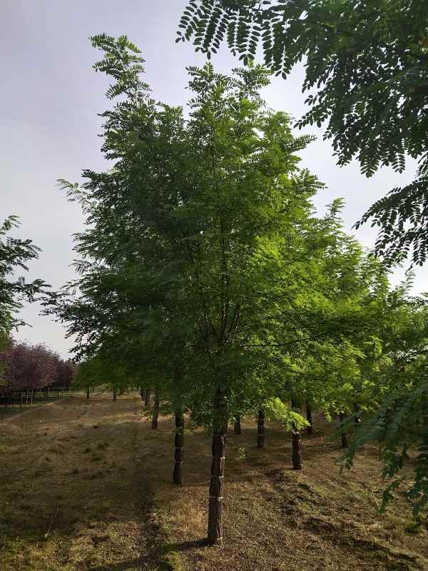 1733553952460927.jpg IMG_20210927_161805.jpg