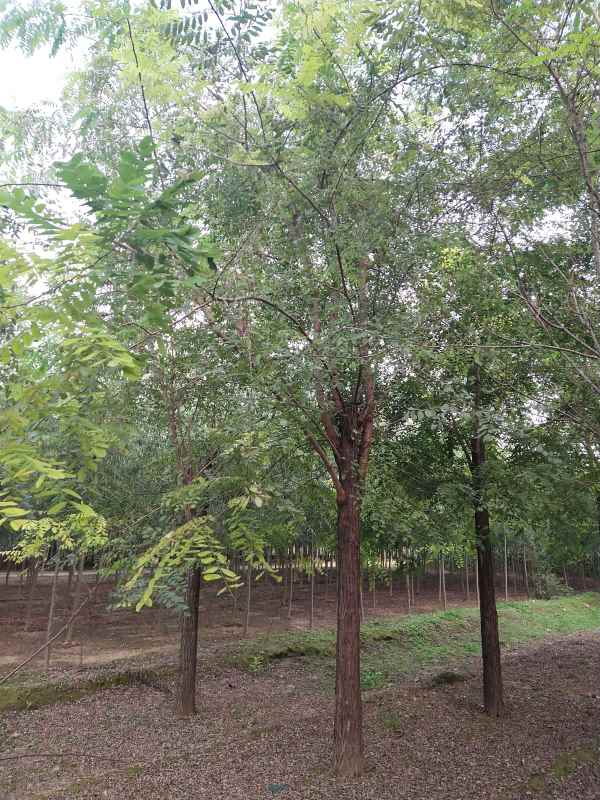 1733554230705510.jpg IMG_20210909_173325.jpg