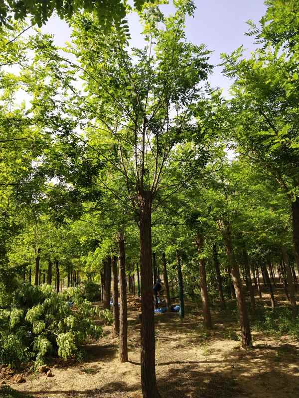 1733554365406236.jpg IMG_20210506_091331.jpg