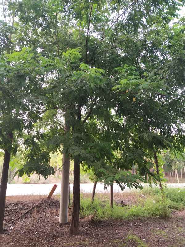 1733554442719762.jpg IMG_20210909_173154.jpg