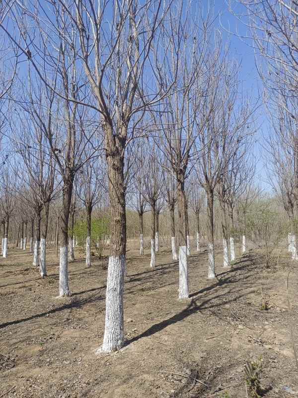 1733641127197081.jpg IMG_20230327_133308.jpg