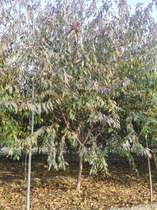 1733813094495495.jpg mmexport1636459904196.jpg