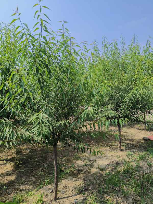 1733813669879530.jpg IMG_20230831_134734.jpg