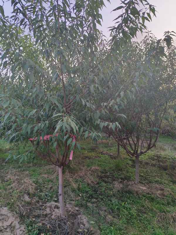 1733813852503073.jpg IMG_20230930_174948.jpg