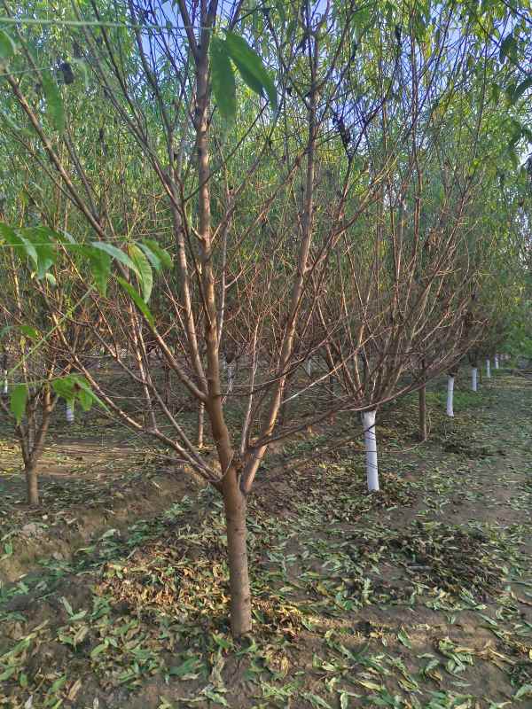 1733814486258665.jpg IMG_20231024_160210.jpg