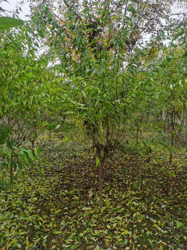 1733814628805007.jpg mmexport1636459887137.jpg