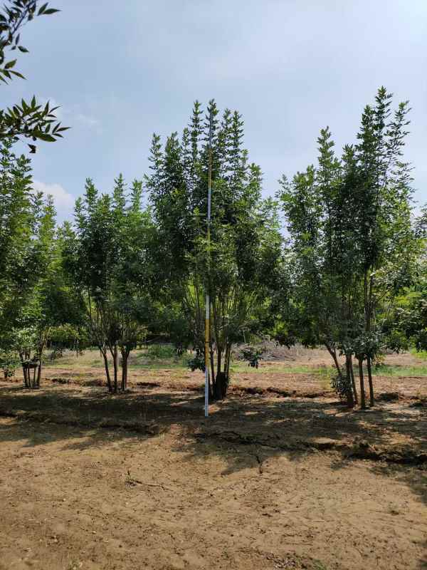 1733896603711710.jpg mmexport1634189320838.jpg