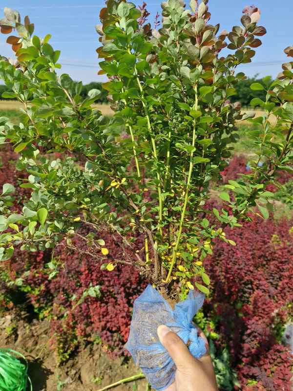 1734072071730019.jpg IMG_20230605_093827.jpg