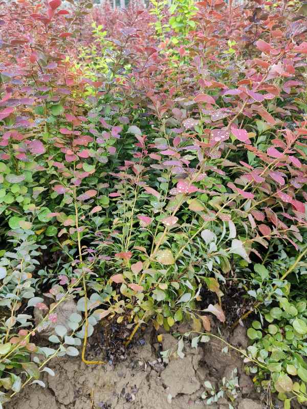 1734072829624959.jpg IMG_20230527_135441.jpg