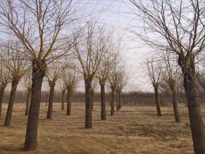 金絲垂柳為城市園林中的璀璨明珠，彰顯其獨(dú)特價(jià)值_最新苗木行情價(jià)格免費(fèi)報(bào)價(jià)