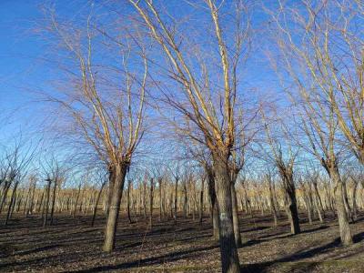 金絲垂柳在城市綠化中的應(yīng)用與養(yǎng)護(hù)_最新苗木行情價(jià)格免費(fèi)報(bào)價(jià)