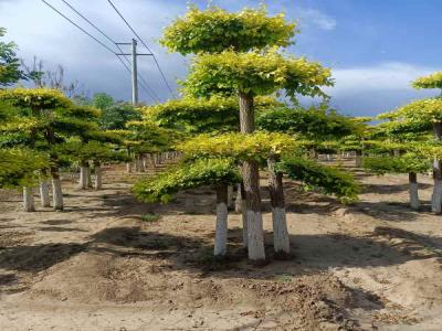 種植造型金葉榆，提升城市綠化品質(zhì)_提供免費苗木報價