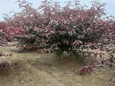 城市綠化新趨勢：紅葉碧桃的多樣應用及苗木報價