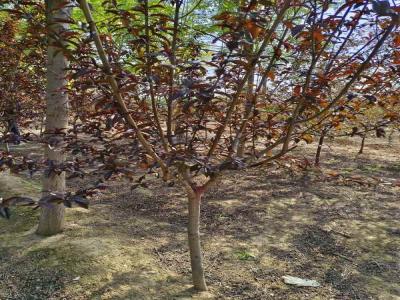 打造美麗庭院：紅葉碧桃的種植技巧及苗木報價