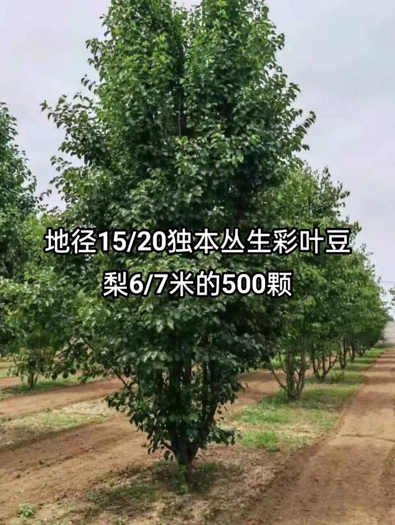 1754703873107865.jpeg 1750404945886025.jpeg