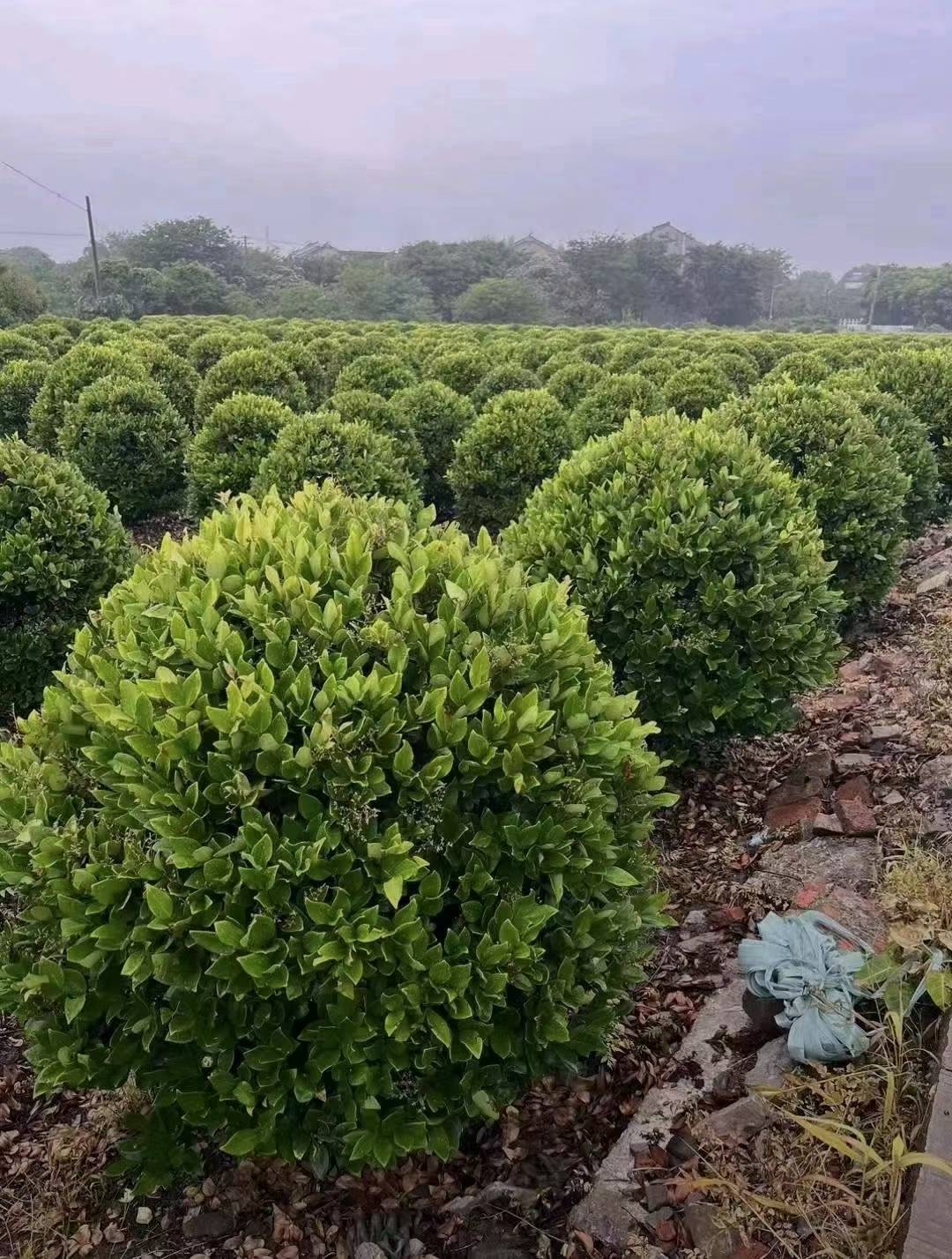 1757486944462190.jpg 1750402315587207.jpg